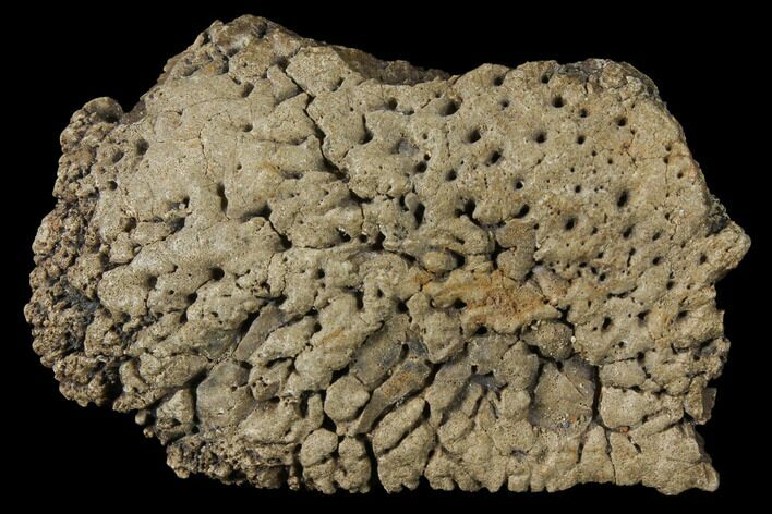 Pachycephalosaurus Skull Fragment - Alberta (Disposition #) #129770